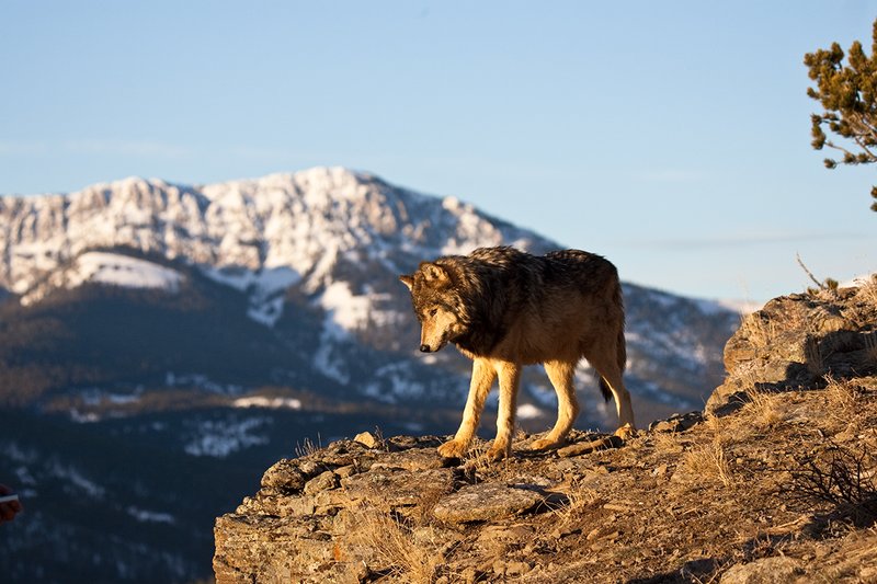 ©TC-Gray Wolf-D01105-00075.jpg :: Male Gray Wolf standing on the edge of a cliff above mountain valley with a snow capped mountain backdrop