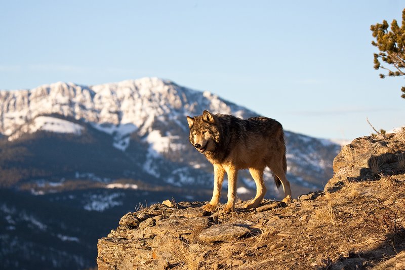 ©TC-Gray Wolf-D01105-00076.jpg :: Male Gray Wolf standing on the edge of a cliff above mountain valley with a snow capped mountain backdrop
