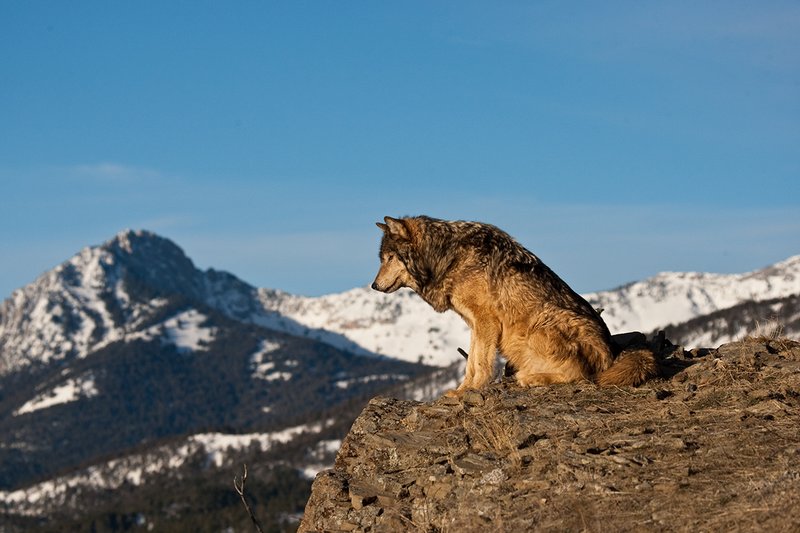 ©TC-Gray Wolf-D01105-00078.jpg :: Male Gray Wolf sitting on the edge of a cliff looking into the valley below with a snow capped mountain backdrop