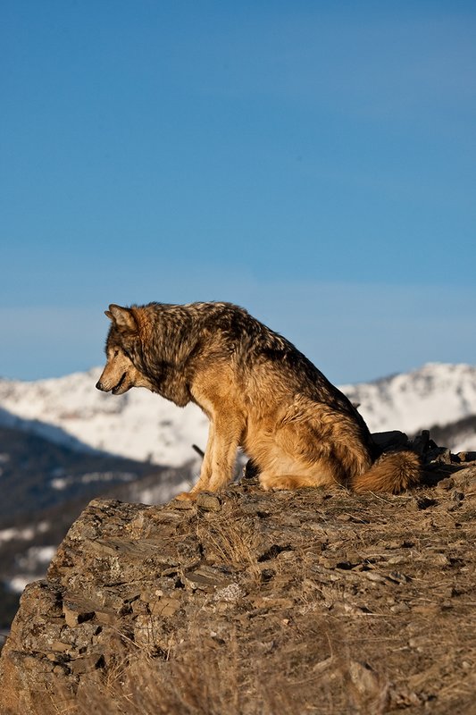 ©TC-Gray Wolf-D01105-00083.jpg :: Male Gray Wolf sitting on the edge of a cliff looking into the valley below with a snow capped mountain backdrop