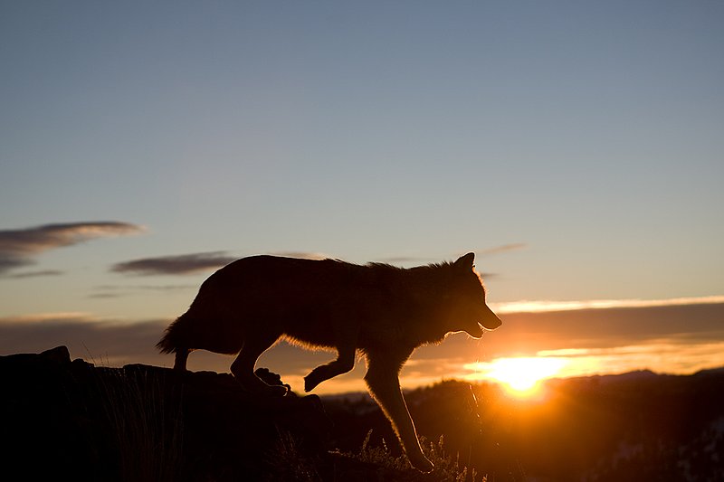 ©TC-Gray Wolf-D01105-00333.jpg :: Gray Wolf trotting on crest of ridge as the sun breaks over the horizon at sunrise
