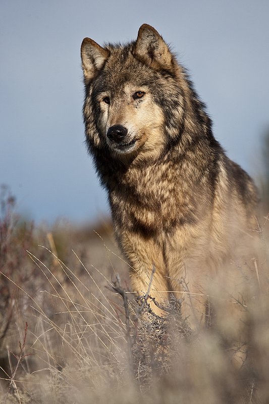 ©TC-Gray Wolf-D01105-00800.jpg :: Gray Wolf Male standing alertly on crest of rocky, sagebrush covered ridge with blue sky background