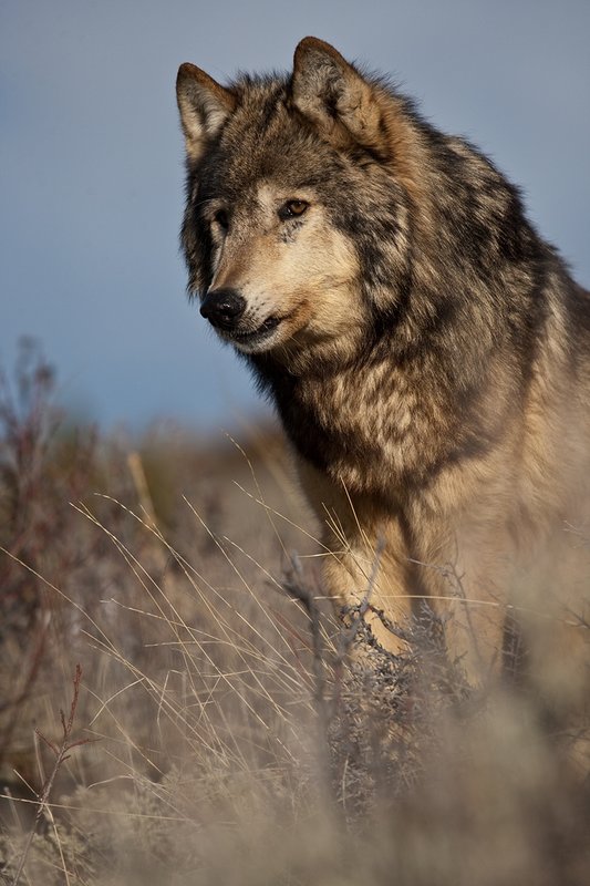 ©TC-Gray Wolf-D01105-00804.jpg :: Gray Wolf Male standing alertly on crest of rocky, sagebrush covered ridge with blue sky background