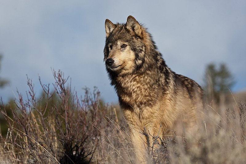 ©TC-Gray Wolf-D01105-00807.jpg :: Gray Wolf Male standing alertly on crest of rocky, sagebrush covered ridge with blue sky background