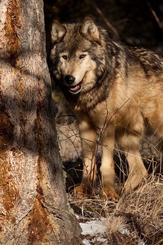 ©TC-Gray Wolf-D01105-00810.jpg :: Gray Wolf Male standing alertly peering around the side of a pine tree with dark shadows of timber in the background