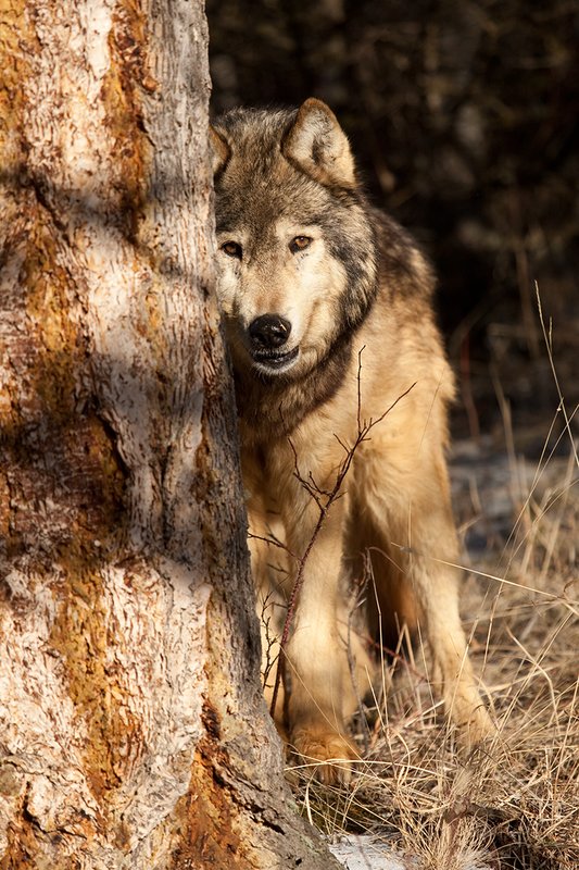 ©TC-Gray Wolf-D01105-00816.jpg :: Gray Wolf Male standing alertly peering around the side of a pine tree with dark shadows of timber in the background