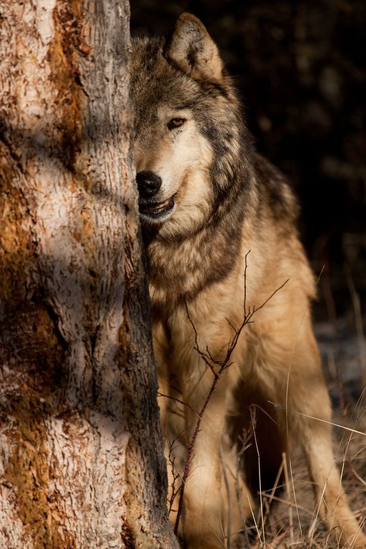 ©TC-Gray Wolf-D01105-00822.jpg :: Gray Wolf Male standing alertly peering around the side of a pine tree with dark shadows of timber in the background