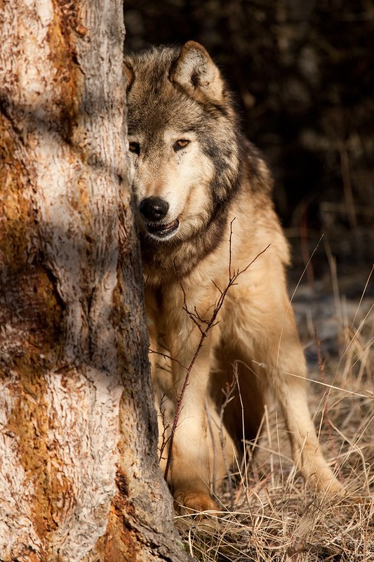 ©TC-Gray Wolf-D01105-00825.jpg :: Gray Wolf Male standing alertly peering around the side of a pine tree with dark shadows of timber in the background
