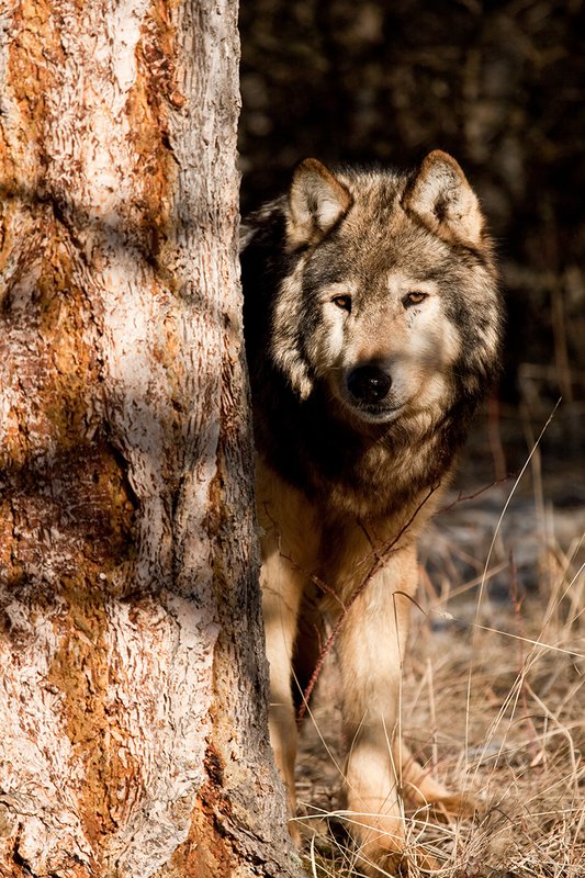 ©TC-Gray Wolf-D01105-00828.jpg :: Gray Wolf Male standing alertly peering around the side of a pine tree with dark shadows of timber in the background