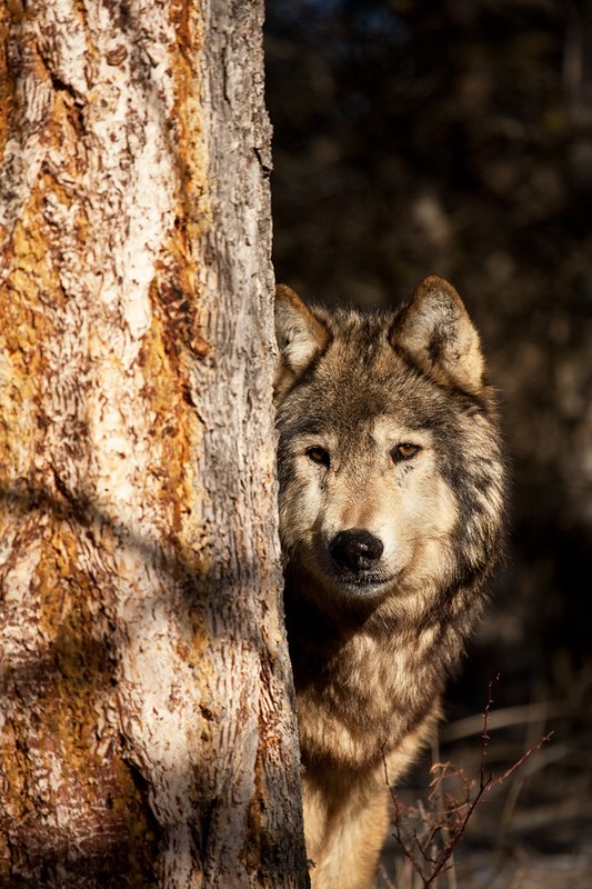 ©TC-Gray Wolf-D01105-00834.jpg :: Gray Wolf Male standing alertly peering around the side of a pine tree with dark shadows of timber in the background