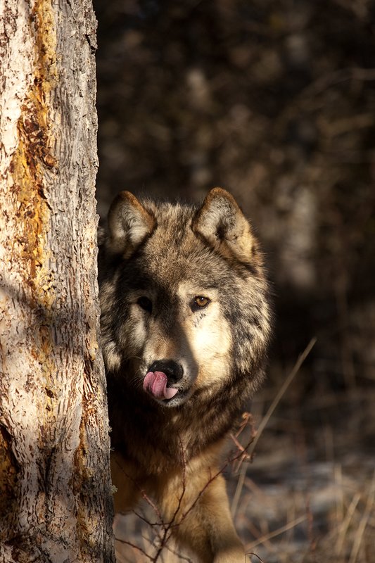 ©TC-Gray Wolf-D01105-00840.jpg :: Gray Wolf Male standing alertly peering around the side of a pine tree with dark shadows of timber in the background