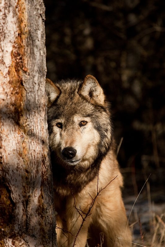 ©TC-Gray Wolf-D01105-00843.jpg :: Gray Wolf Male standing alertly peering around the side of a pine tree with dark shadows of timber in the background