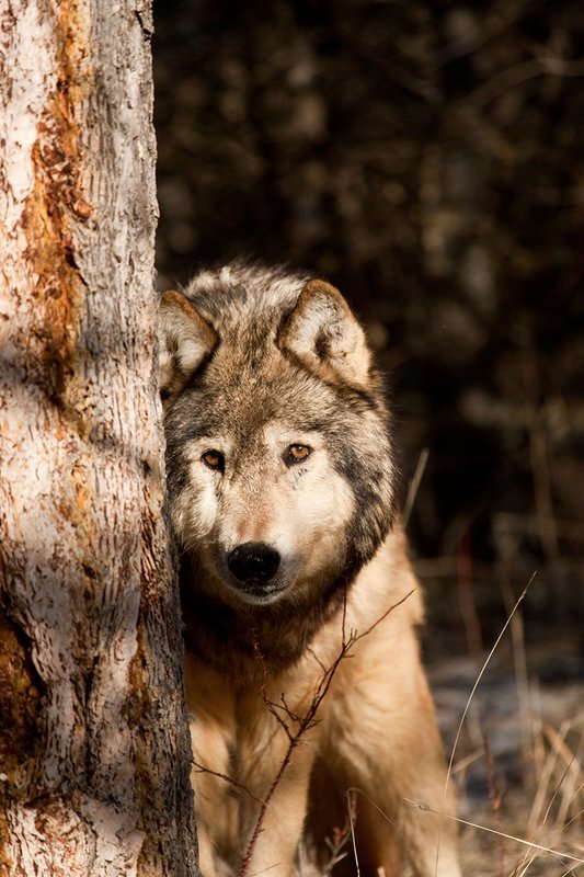 ©TC-Gray Wolf-D01105-00846.jpg :: Gray Wolf Male standing alertly peering around the side of a pine tree with dark shadows of timber in the background