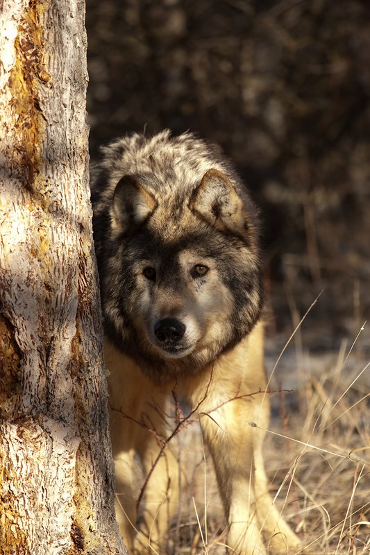 ©TC-Gray Wolf-D01105-00848.jpg :: Gray Wolf Male standing alertly peering around the side of a pine tree with dark shadows of timber in the background