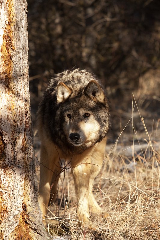 ©TC-Gray Wolf-D01105-00849.jpg :: Gray Wolf Male standing alertly peering around the side of a pine tree with dark shadows of timber in the background
