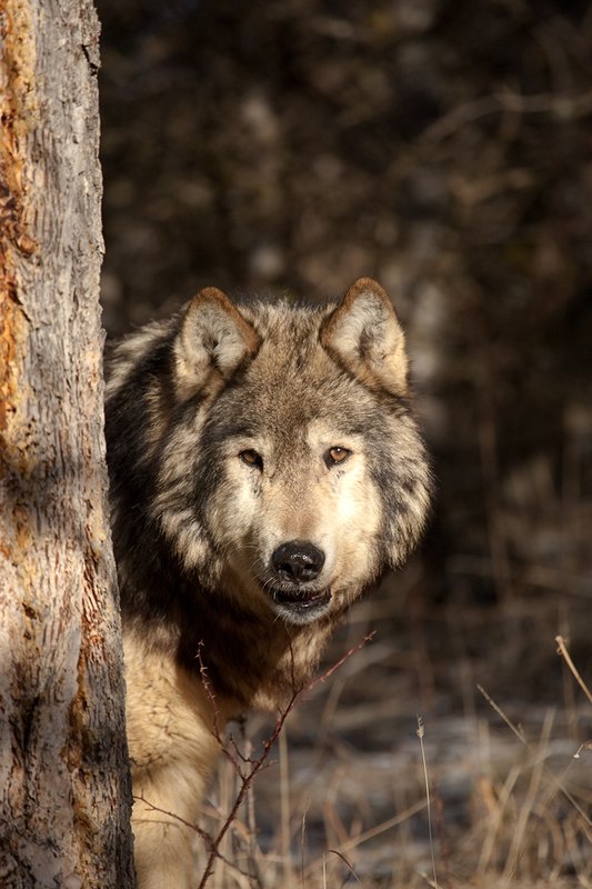 ©TC-Gray Wolf-D01105-00852.jpg :: Gray Wolf Male standing alertly peering around the side of a pine tree with dark shadows of timber in the background