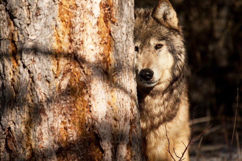 ©TC-Gray Wolf-D01105-00864.jpg :: Gray Wolf Male standing alertly peering around the side of a pine tree with dark shadows of timber in the background