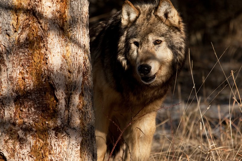 ©TC-Gray Wolf-D01105-00869.jpg :: Gray Wolf Male standing alertly peering around the side of a pine tree with dark shadows of timber in the background
