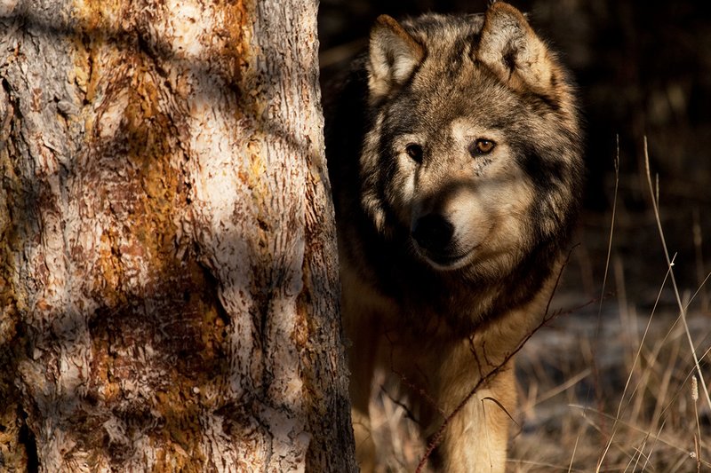 ©TC-Gray Wolf-D01105-00873.jpg :: Gray Wolf Male standing alertly peering around the side of a pine tree with dark shadows of timber in the background