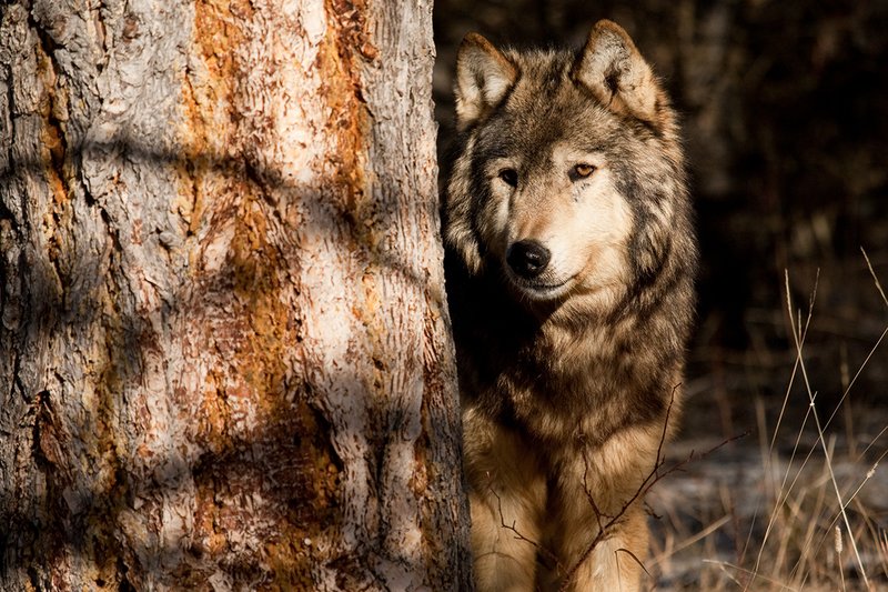 ©TC-Gray Wolf-D01105-00879.jpg :: Gray Wolf Male standing alertly peering around the side of a pine tree with dark shadows of timber in the background