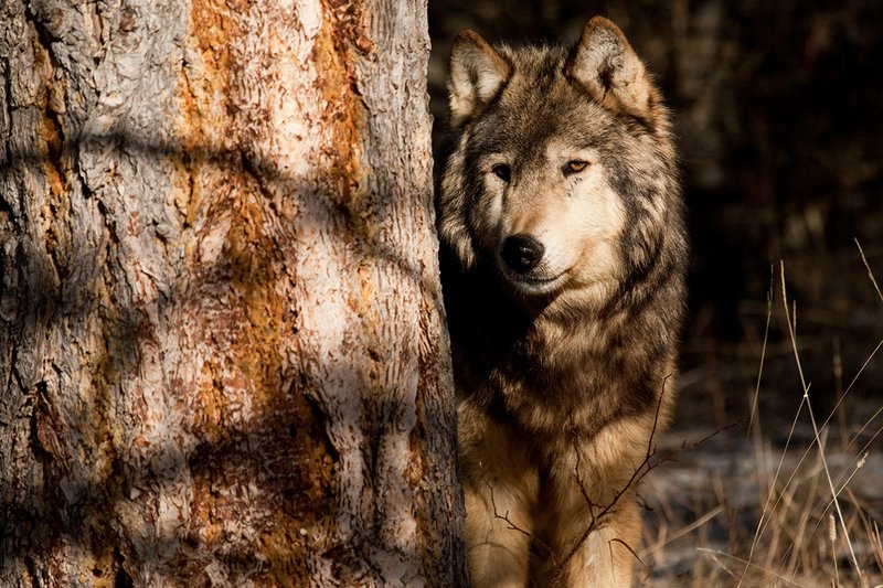 ©TC-Gray Wolf-D01105-00884.jpg :: Gray Wolf Male standing alertly peering around the side of a pine tree with dark shadows of timber in the background