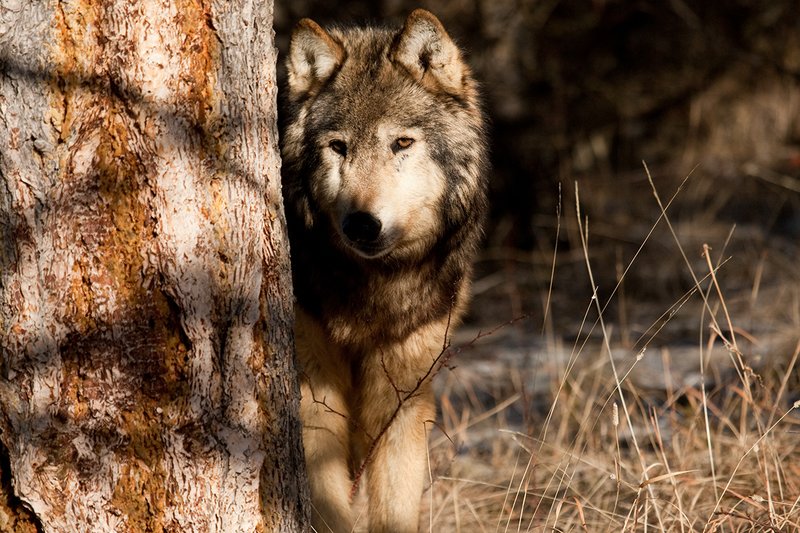 ©TC-Gray Wolf-D01105-00888.jpg :: Gray Wolf Male standing alertly peering around the side of a pine tree with dark shadows of timber in the background