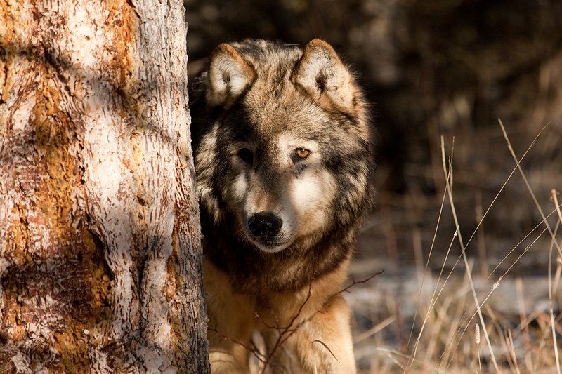 ©TC-Gray Wolf-D01105-00891.jpg :: Gray Wolf Male standing alertly peering around the side of a pine tree with dark shadows of timber in the background