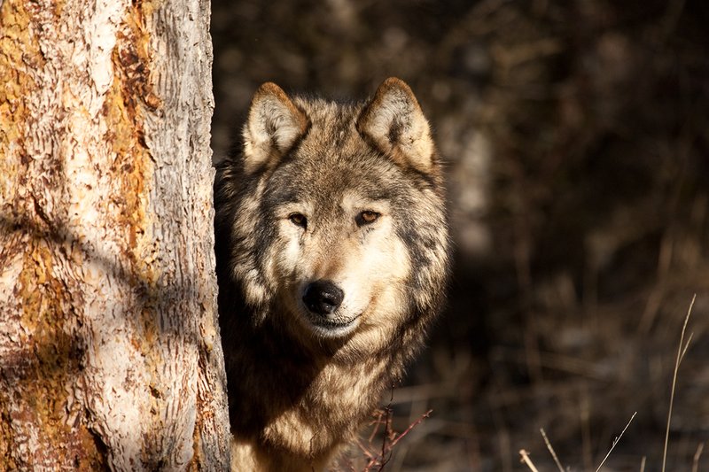 ©TC-Gray Wolf-D01105-00894.jpg :: Gray Wolf Male standing alertly peering around the side of a pine tree with dark shadows of timber in the background
