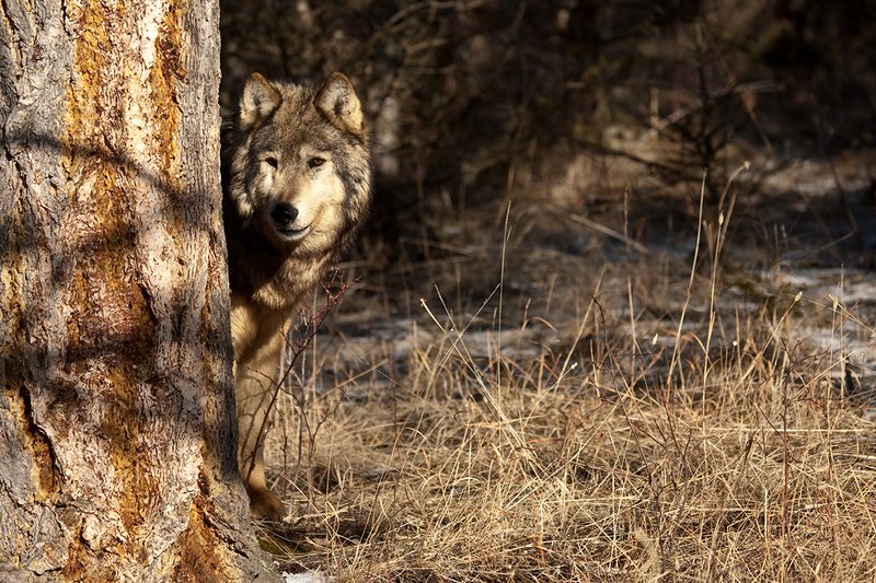 ©TC-Gray Wolf-D01105-00897.jpg :: Gray Wolf Male standing alertly peering around the side of a pine tree with dark shadows of timber in the background