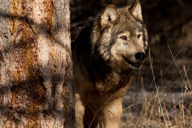 ©TC-Gray Wolf-D01105-00899.jpg :: Gray Wolf Male standing alertly peering around the side of a pine tree with dark shadows of timber in the background