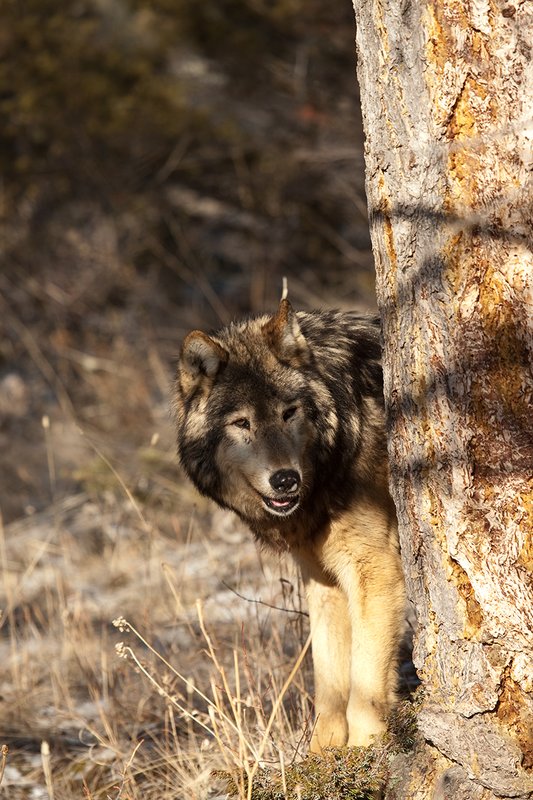 ©TC-Gray Wolf-D01105-00900.jpg :: Gray Wolf Male standing alertly peering around the side of a pine tree with dark shadows of timber in the background
