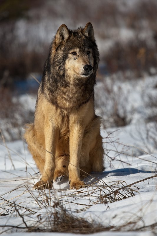©TC-Gray Wolf-D01105-00908.jpg :: Gray Wolf Male alertly sitting on crusted snow in open prairie meadow
