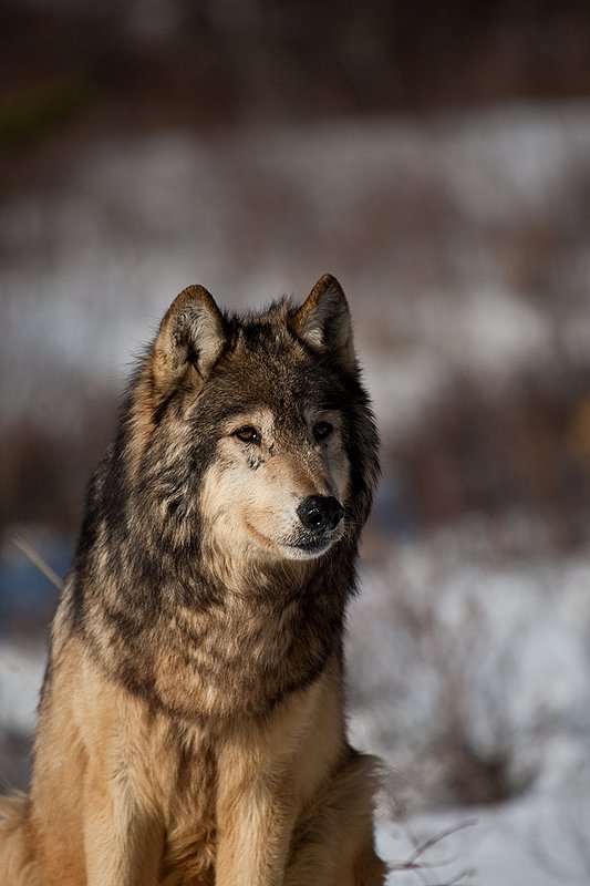 ©TC-Gray Wolf-D01105-00909.jpg :: Gray Wolf Male alertly sitting on crusted snow in open prairie meadow