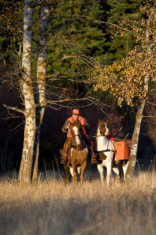 ©TC-Hunter Horseback-D89994-00003.jpg :: Rifle hunter wearing florescent orange vest/had on horseback leading pack horse with a 6x7 Bull Elk rack through aspen trees in fall colors