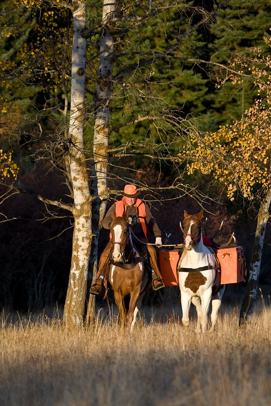 ©TC-Hunter Horseback-D89994-00008.jpg :: Rifle hunter wearing florescent orange vest/had on horseback leading pack horse with a 6x7 Bull Elk rack through aspen trees in fall colors