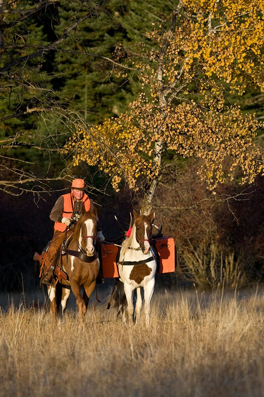 ©TC-Hunter Horseback-D89994-00015.jpg :: Rifle hunter wearing florescent orange vest/had on horseback leading pack horse with a 6x7 Bull Elk rack through aspen trees in fall colors