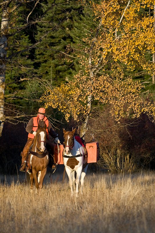 ©TC-Hunter Horseback-D89994-00020.jpg :: Rifle hunter wearing florescent orange vest/had on horseback leading pack horse with a 6x7 Bull Elk rack through aspen trees in fall colors