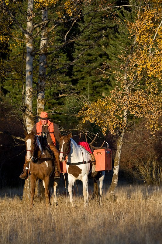©TC-Hunter Horseback-D89994-00021.jpg :: Rifle hunter wearing florescent orange vest/had on horseback leading pack horse with a 6x7 Bull Elk rack through aspen trees in fall colors