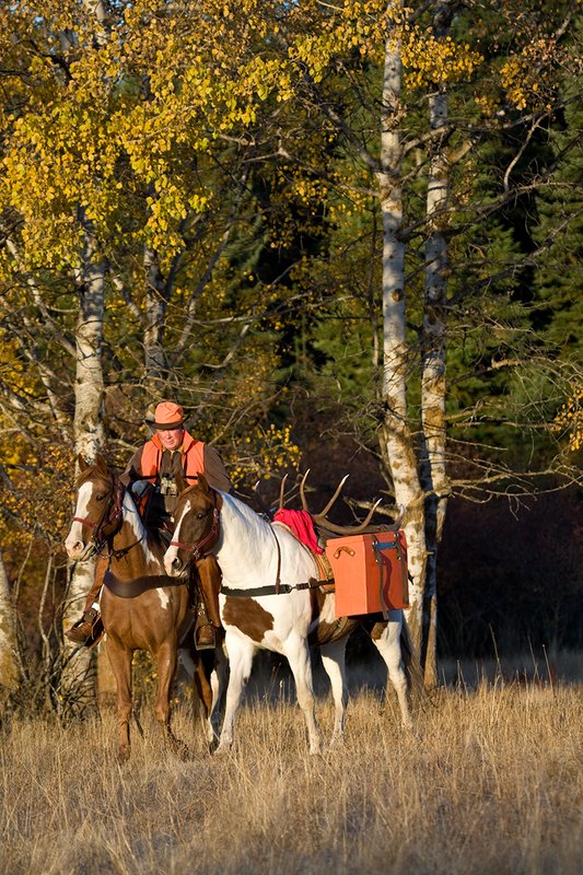 ©TC-Hunter Horseback-D89994-00023.jpg :: Rifle hunter wearing florescent orange vest/had on horseback leading pack horse with a 6x7 Bull Elk rack through aspen trees in fall colors