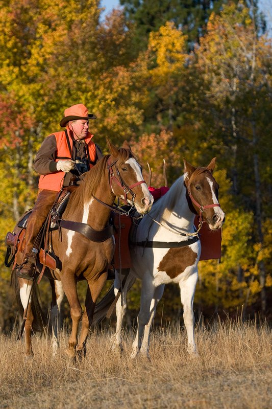 ©TC-Hunter Horseback-D89994-00033.jpg :: Rifle hunter wearing florescent orange vest/had on horseback leading pack horse with a 6x7 Bull Elk rack through aspen trees in fall colors
