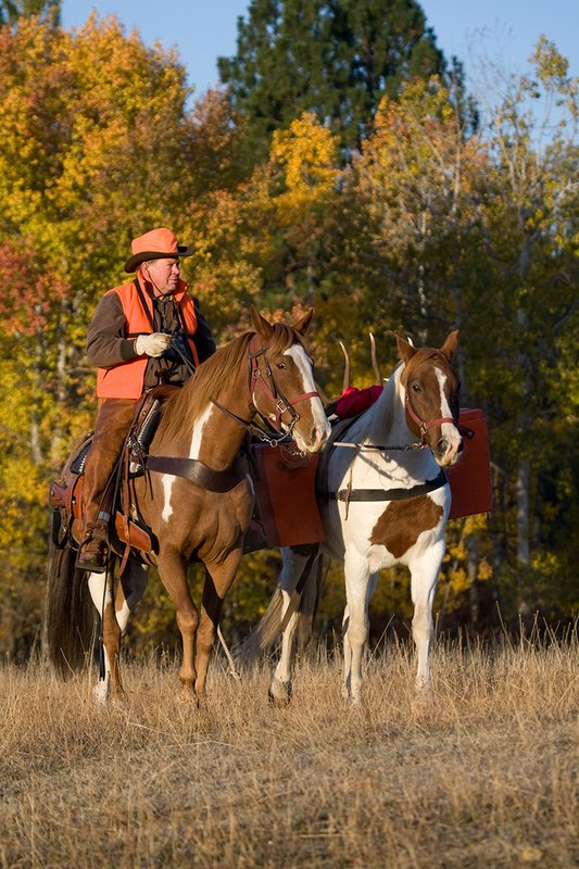 ©TC-Hunter Horseback-D89994-00035.jpg :: Rifle hunter wearing florescent orange vest/had on horseback leading pack horse with a 6x7 Bull Elk rack through aspen trees in fall colors