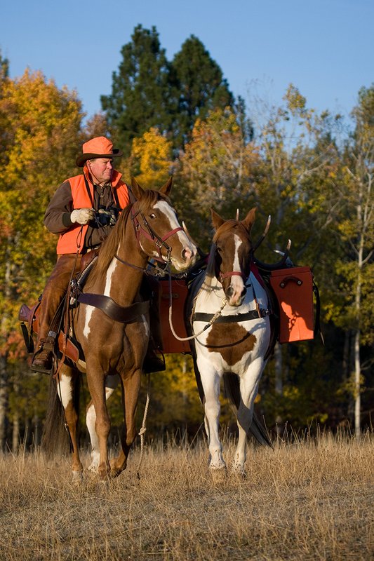 ©TC-Hunter Horseback-D89994-00041.jpg :: Rifle hunter wearing florescent orange vest/had on horseback leading pack horse with a 6x7 Bull Elk rack through aspen trees in fall colors