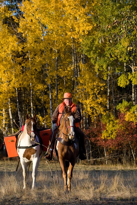 ©TC-Hunter Horseback-D89994-00057.jpg :: Rifle hunter wearing florescent orange vest/had on horseback leading pack horse with a 6x7 Bull Elk rack through aspen trees in fall colors