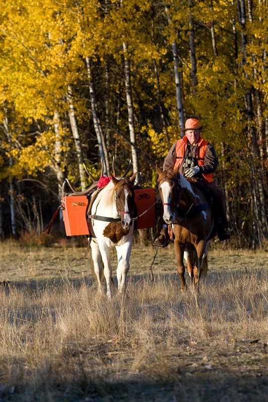 ©TC-Hunter Horseback-D89994-00063.jpg :: Rifle hunter wearing florescent orange vest/had on horseback leading pack horse with a 6x7 Bull Elk rack through aspen trees in fall colors