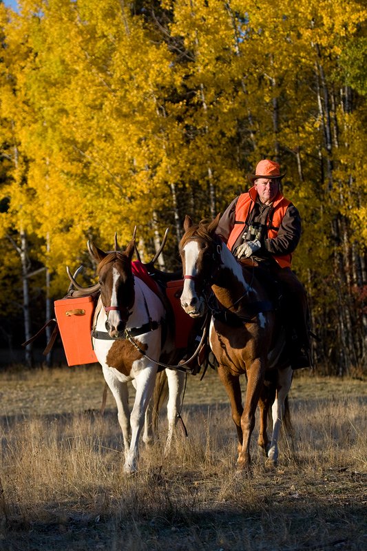 ©TC-Hunter Horseback-D89994-00078.jpg :: Rifle hunter wearing florescent orange vest/had on horseback leading pack horse with a 6x7 Bull Elk rack through aspen trees in fall colors