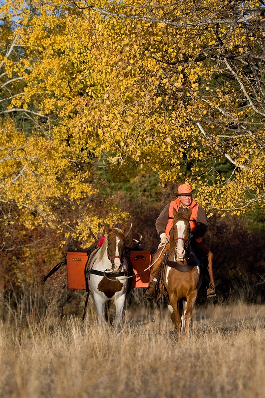 ©TC-Hunter Horseback-D89994-00089.jpg :: Rifle hunter wearing florescent orange vest/had on horseback leading pack horse with a 6x7 Bull Elk rack through aspen trees in fall colors