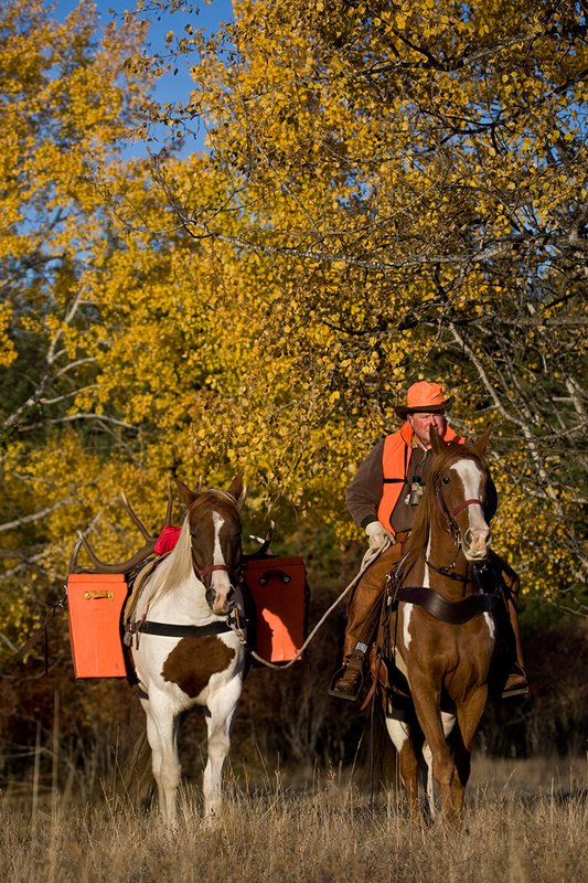 ©TC-Hunter Horseback-D89994-00101.jpg :: Rifle hunter wearing florescent orange vest/had on horseback leading pack horse with a 6x7 Bull Elk rack through aspen trees in fall colors