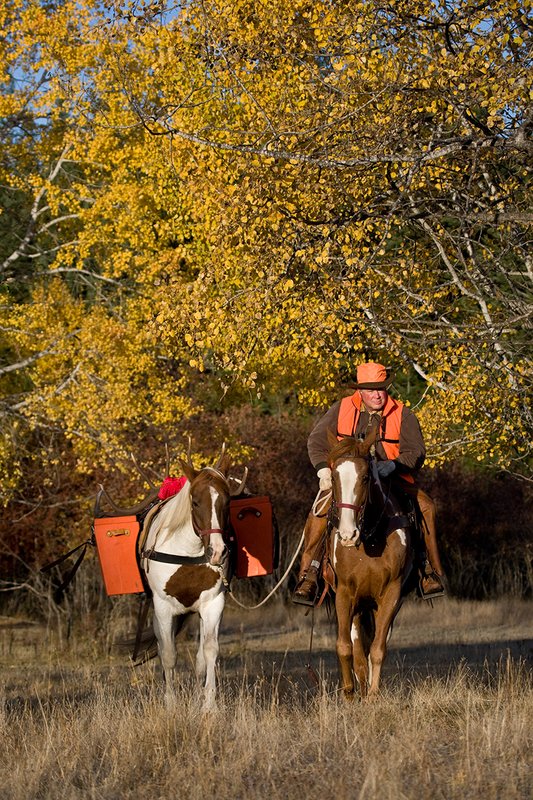©TC-Hunter Horseback-D89994-00107.jpg :: Rifle hunter wearing florescent orange vest/had on horseback leading pack horse with a 6x7 Bull Elk rack through aspen trees in fall colors