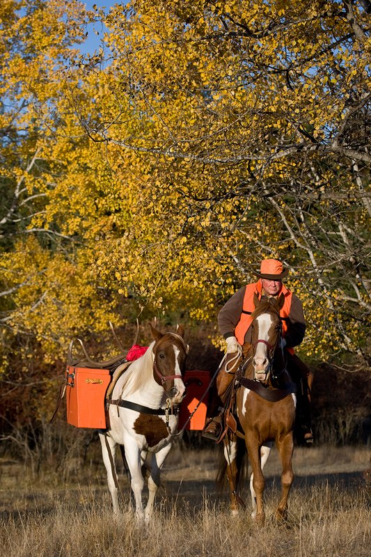 ©TC-Hunter Horseback-D89994-00114.jpg :: Rifle hunter wearing florescent orange vest/had on horseback leading pack horse with a 6x7 Bull Elk rack through aspen trees in fall colors