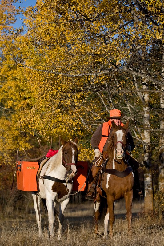 ©TC-Hunter Horseback-D89994-00118.jpg :: Rifle hunter wearing florescent orange vest/had on horseback leading pack horse with a 6x7 Bull Elk rack through aspen trees in fall colors